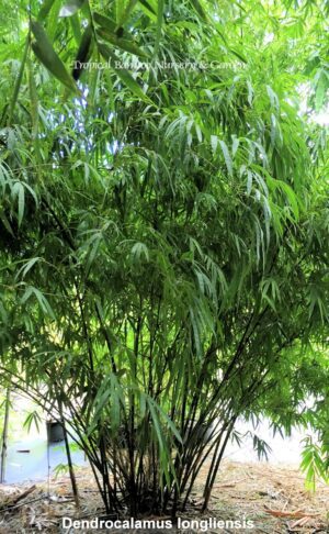 Dense green bamboo plant outdoors
