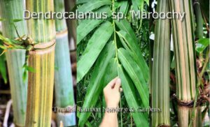 Close-up of bamboo stalks and leaves