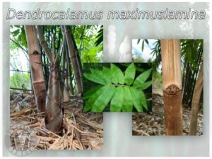 Bamboo plant with lush green leaves