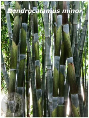 Green Benderocalamus minor bamboo forest scene