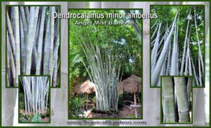 Tall bamboo stalks in garden