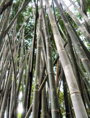 Tall bamboo stalks reaching skyward