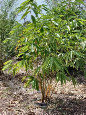 Bamboo growing in natural habitat