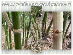 Bamboo culms with nodes and leaves