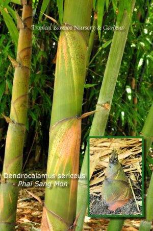 Dendrocalamus sericeus bamboo plant