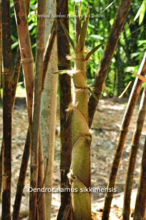 Close-up of Dendrocalamus sikkimensis