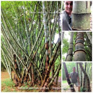 Dragon bamboo grove and close-up views