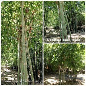 Vibrant bamboo plants in a serene setting