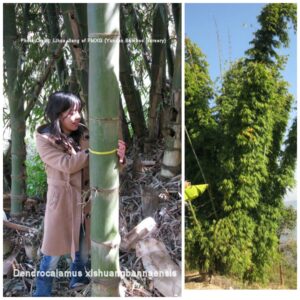 Woman measuring large bamboo trunk