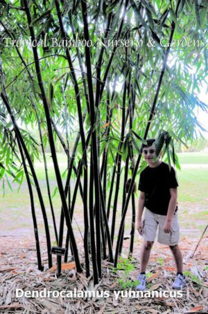 Bamboo grove with person standing nearby