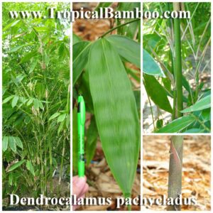 Tall bamboo stalks and leaves detail