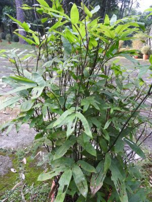 Potted green shrub with narrow leaves