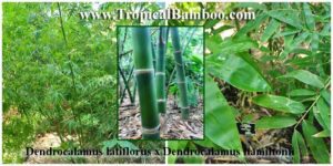 Lush bamboo foliage and stems