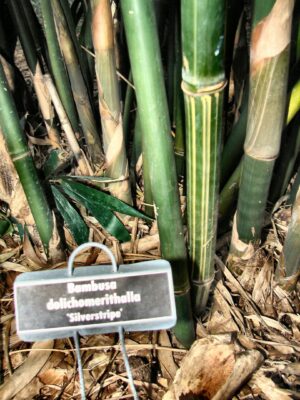 Bambusa plant labeled "Silverstripe