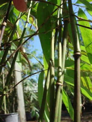 Close-up of bamboo stalks and leaves