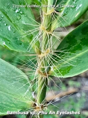 Bamboo stem with unique spiky hairs