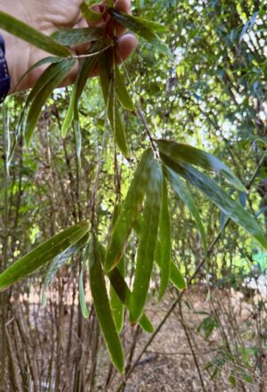 Hand holding long narrow green leaves
