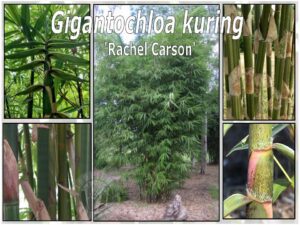 Gigantochloa kuring bamboo species details