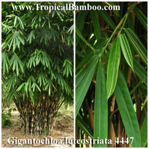 Bamboo plant with lush green leaves