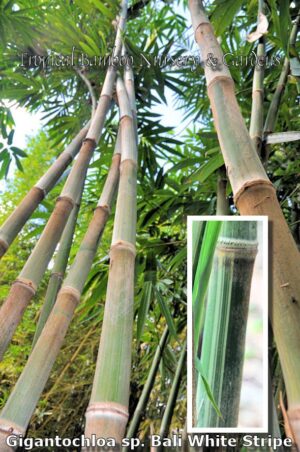 Close-up of bamboo with white stripes