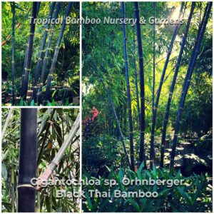 Black bamboo in sunlight