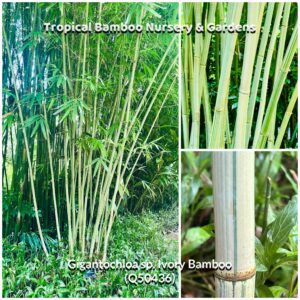 Close-up of bamboo stalks