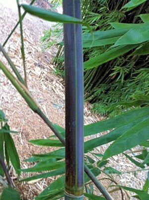Green and purple bamboo stalk