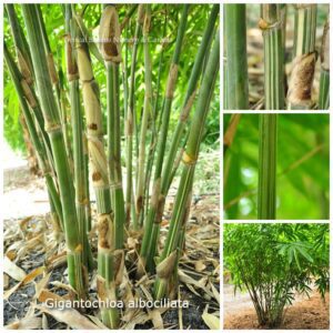 Bamboo stalks in lush garden