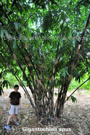 Large bamboo grove in a garden