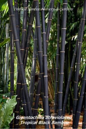 Gigantochloa atroviolacea stalks