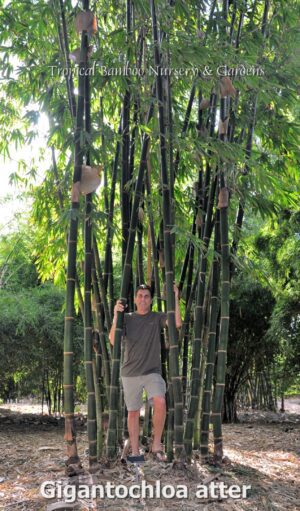 Person standing among tall bamboo stalks