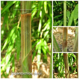 Various views of bamboo stalks