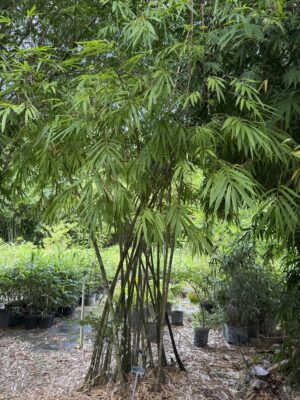 Gigantochloa brevisvagina