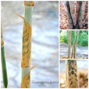 Close-up of Gigantochloa felix bamboo
