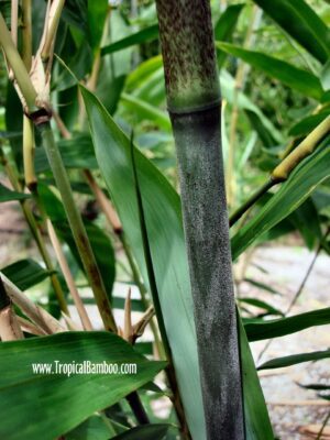 Close-up of a bamboo plant