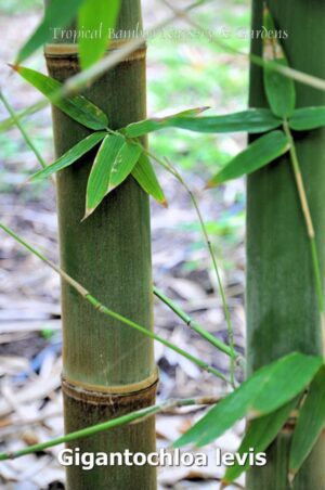 Gigantochloa levis bamboo plant detail