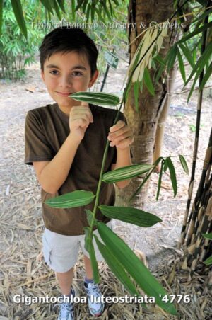 Young boy with bamboo stalk