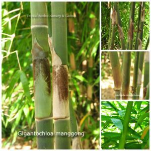 Close-up of Gigantochloa manggong bamboo