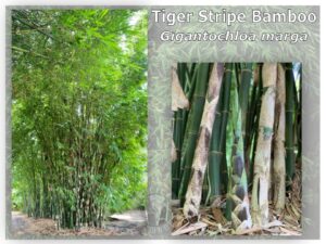 Vibrant bamboo forest and stalks