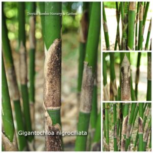 Close-up of bamboo stalks