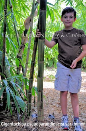 Boy standing next to bamboo plant