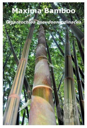 Gigantochloa bamboo forest view