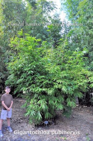 Bamboo plant in garden setting