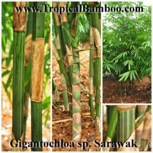 Bamboo with green leaves