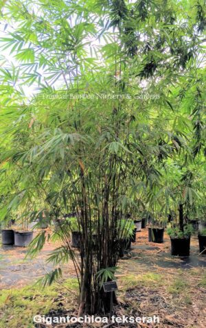 Tall bamboo with lush green leaves