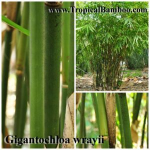 Close-up of bamboo stems