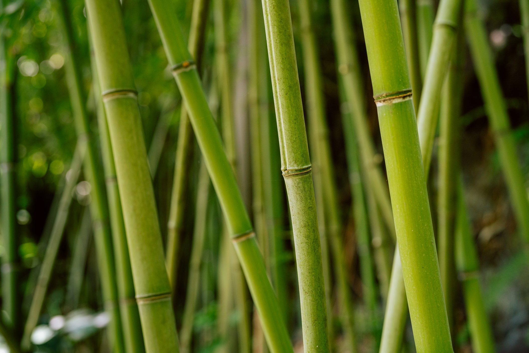 Dense bamboo forest background