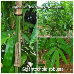 Bamboo grove with lush green leaves