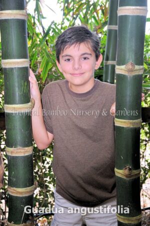 Child standing between bamboo stalks