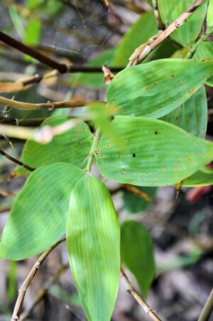 Close-up of bamboo leaves
